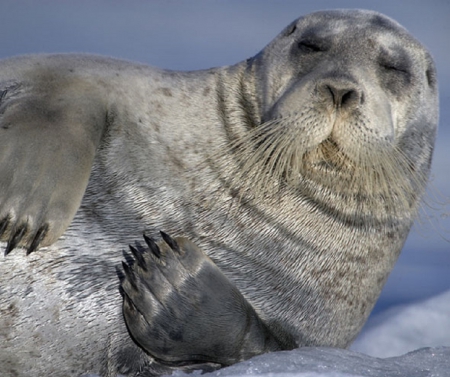 SLEEPING SEALION - ANIMAL, BEACH, SEALION, SLEEPING