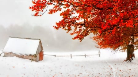 red tree in an early winter snow storm - countryside, shack, winter, red, tree, leaves