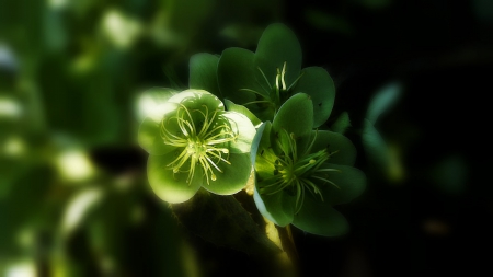 green - flowers, wp, nature, green