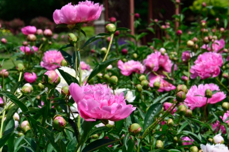 Smelling The Peonies - peonies, smelling the peonies, pink flowers, smelling roses