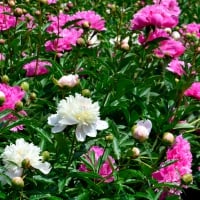 Pink and White Peonies