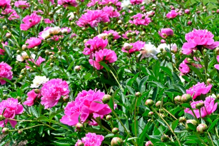 Sea of Pink - Sea of Pink, pink, pink peonies, peonies