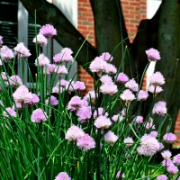 Beautiful Spring Flowers