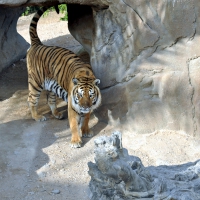 The Tiger's Den