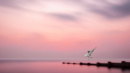 seabird in a pink sea world - bird, horizon, wharf, sea, pink, sky