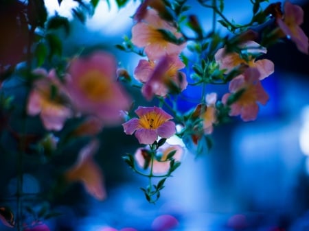 Lovely flowers - flowers, nature, buds, lovely, petals