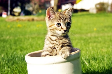 Little Gardener - pot, kitten, garden, sunshine, lawn