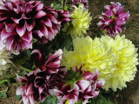 dahlias - flowers, France, nature, garden