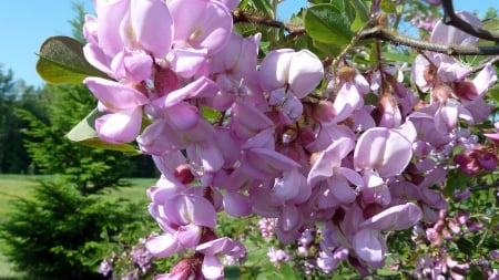 Tree of Pink Locust