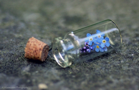 Forgive me For Forgetting - flowers, bottle, abstract, soft