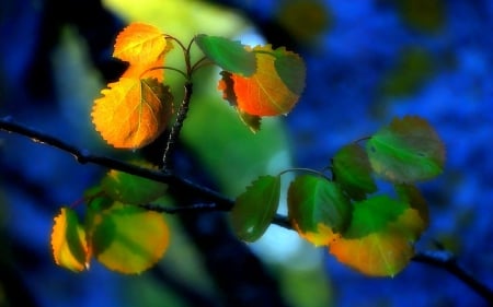 *Spring Colors* - trees, creative pre-made, beautiful, photography, spring, colors, lovely, leaves, nature, plants, seasons, love four seasons