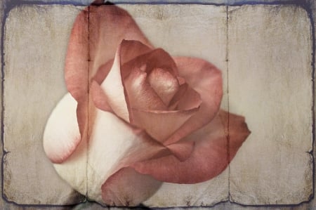 Rose - flowers, rose, petals, vintage