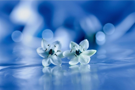 Flowers - flowers, nature, soft, blue