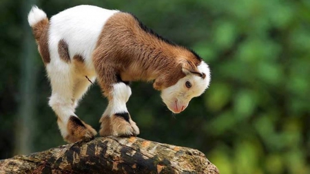 Little Lamb - brown and white, rock, cute, lamb, little