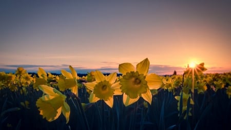 Sunset ower daffodils - sunset, nature, yellow, field, daffodils