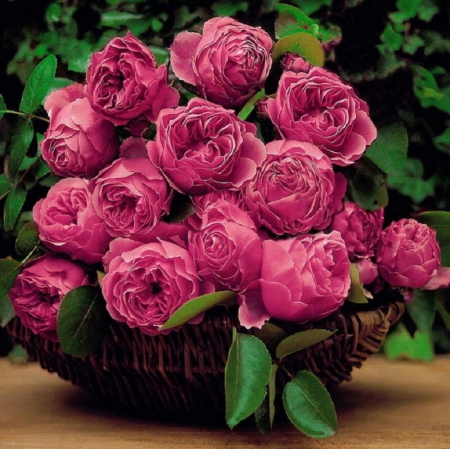 beautiful rose bouquet - flowers, roses, beautiful, bouquet, still life