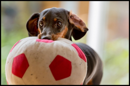 Dog - pretty, puppys, beautiful, dog, lovely, sweet, animal, dogs, cute, puppy, animals