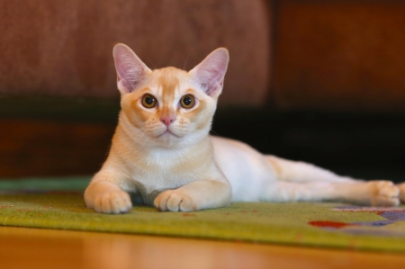 Cat - hat, pretty, cat face, beautiful, lovely, paws, cat, kitten, cute, cats, face, sleeping, animals, kitty