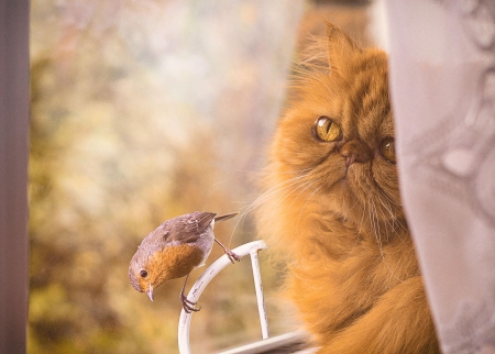 Cat and bird - hat, pretty, cat face, beautiful, lovely, paws, cat, kitten, cute, cats, face, sleeping, animals, kitty