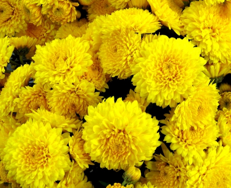 Chrysanthemums - nature, yellow, chrysanthemum, yellow chrysanthemums, flowers, chrysanthemums, flower