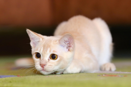 Cat - paws, face, pretty, cute, animals, beautiful, cat, sleeping, kitty, cats, kitten, hat, lovely, cat face