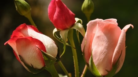 Roses - flowers, roses, pink, red