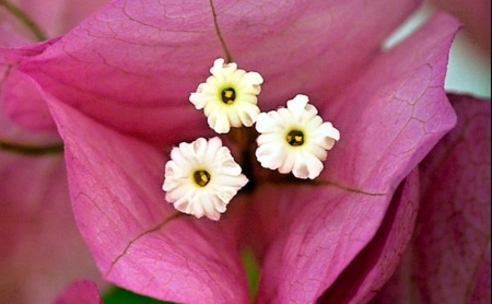 Beautiful strange flower - white, flower, pink, amazing