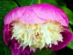 Peony