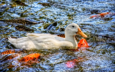 â™¥ - white, lake, bird, water, duck, fish, orange