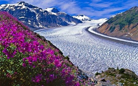 Salmon Glacier, BC, Canada - glacier, mountains, flowers, bc