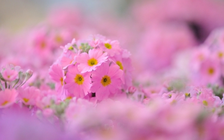 * PINK FLOWERS * - flowers, flower, pink, nature