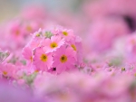 * PINK FLOWERS *