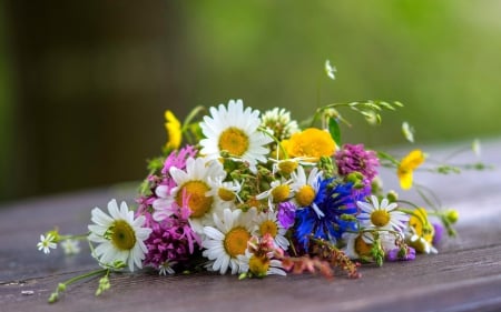 Wildflowers - blue, bench, daisies, lovely, wildflowers