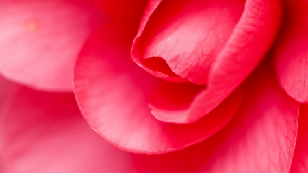 Rose - flower, roses, rose, flowers, buds, macro