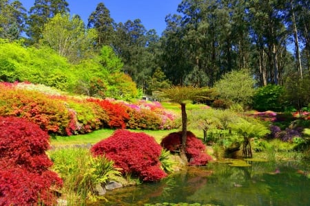 Summer pond - greenery, pretty, trees, summer, pond, beautiful, colroful, spring, forest, lovely, freshness, flowers, nature, lake