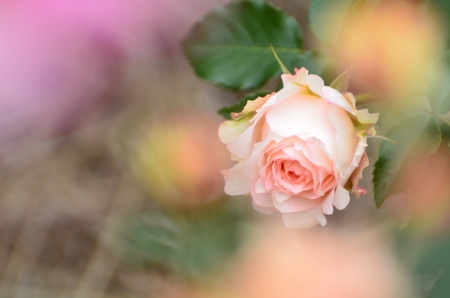 * Simply beauty * - flower, rose, pink, flowers, nature