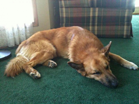 sleeping shepherd - face, red, brown, sable