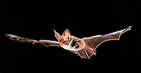 Northern long eared bat - furry, australian, beast, flying