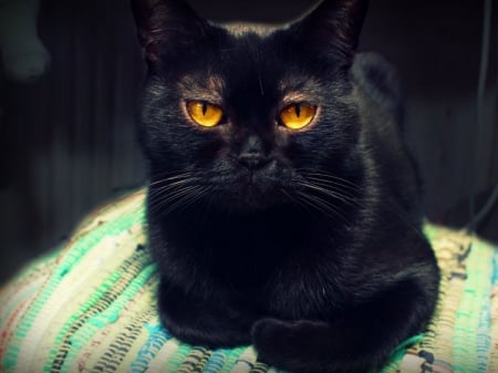 Bombay - cat, orange, black, eyes