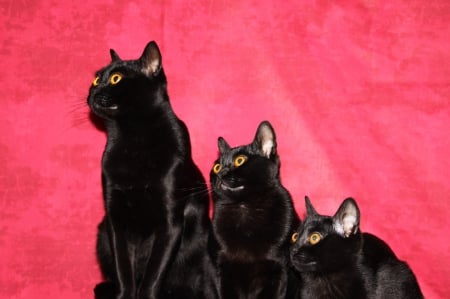 Bombay cats - red, eyed, background, orange, three