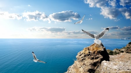 seagulls on rocks overlooking a clear black sea - clouds, cliffs, sea, seagulls, rocks