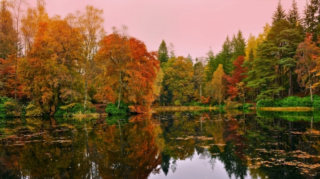 forest lake in autumn - lake, forest, reflection, leaves, autumn