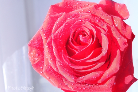 Drops of memory - petals, pink, water, scarlet, drops, flower