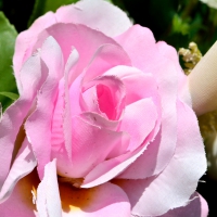 Pink Spring Rose