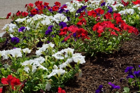 Bed Of Flowers - bed of flowers, floral, beautiful flower, flower bed, floral arrangement