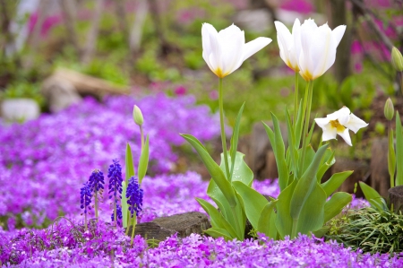 * SPRING * - flowers, spring, flower, nature