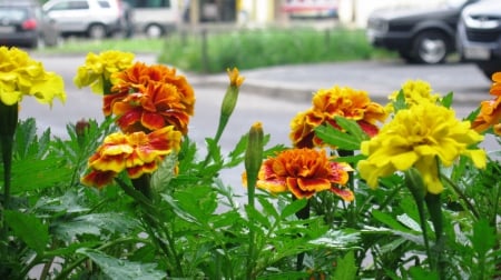 * Marigolds * - flowers, flower, nature, mrigolds