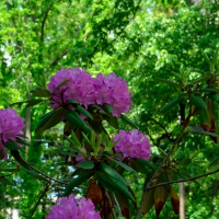 Purple Flowers Green Trees