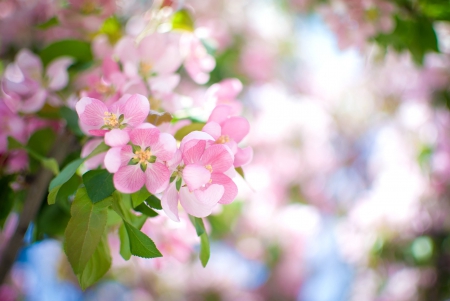 * Flowering trees * - nature, flowers, trees, flower