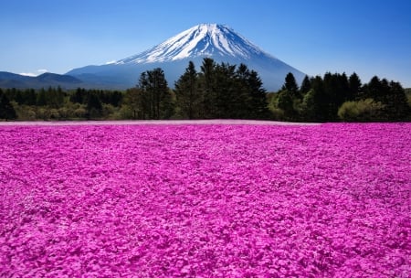 * Violet field * - nature, field, flowers, flower